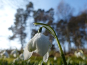 Snow drop
